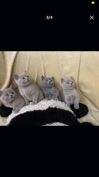British shorthair blue