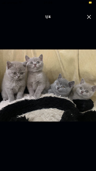 British shorthair blue