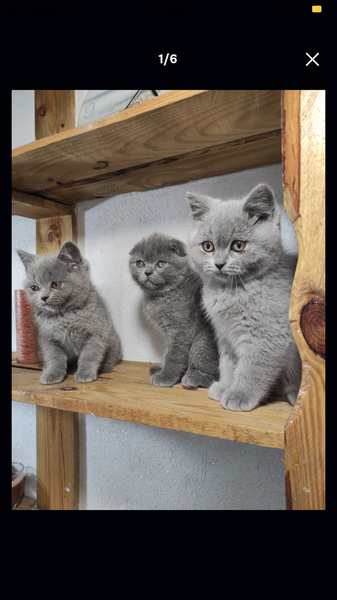 British shorthair blue