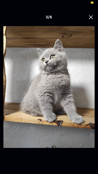British shorthair blue
