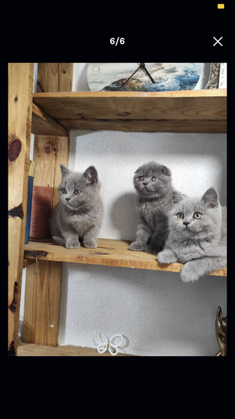 British shorthair blue
