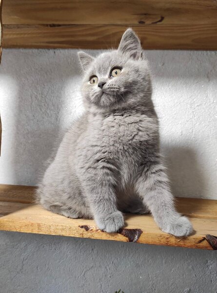 British shorthair blue