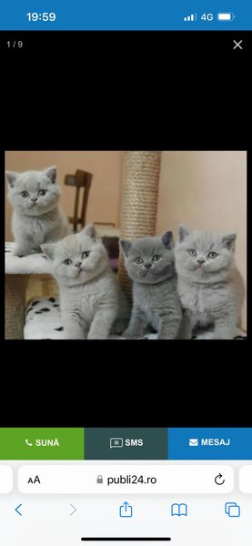 British shorthair blue