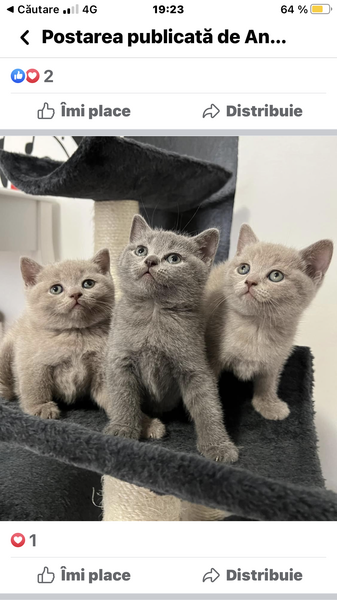 British shorthair blue