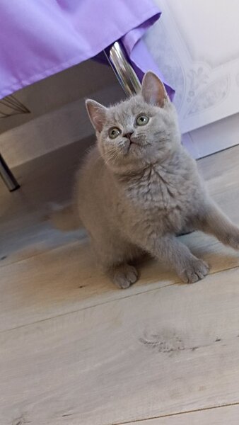 British shorthair blue