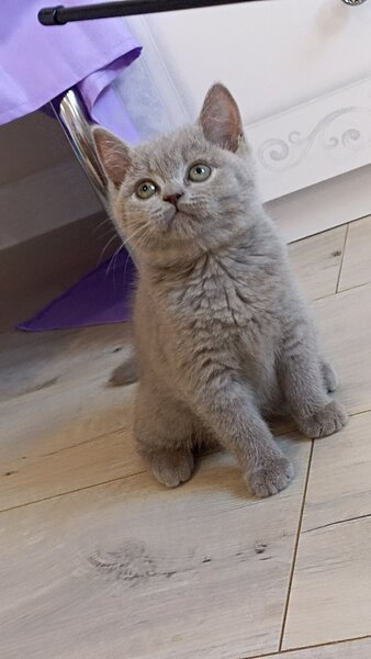 British shorthair blue