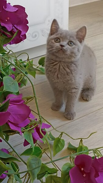 British shorthair blue