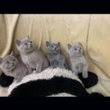 British shorthair blue